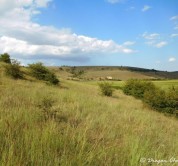 Assessment of endangered grassland habitats in Bulgaria through population-genetic research of model insect groups