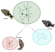 Speciation in a rapidly changing environment. Comparative phylogeographic study of the Eastern Mediterranean terrestrial fauna