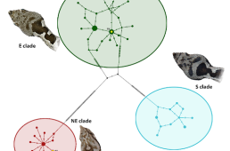 Speciation in a rapidly changing environment. Comparative phylogeographic study of the Eastern Mediterranean terrestrial fauna