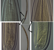 Study on selected nematode taxa of the orders Mononchida and Dorylaimida from Vietnam and Bulgaria