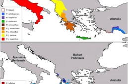 Phylogeographic routes and barriers between the Balkans, Carpathians and Asia Minor: a combined evolutionary-ecological study on a model insect group (Insecta: Orthoptera: Barbitistini)