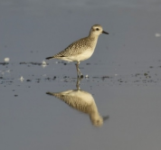 DNA metabarcoding assessment of the Grey Plover’s (Pluvialis squatarola) diet in relation to its feeding preferences and endoparasite (helminth) infestation during spring and autumn migration on the western Black Sea coast, Bulgaria