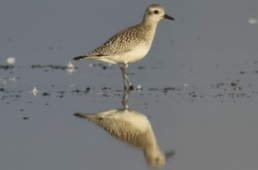 DNA metabarcoding assessment of the Grey Plover’s (Pluvialis squatarola) diet in relation to its feeding preferences and endoparasite (helminth) infestation during spring and autumn migration on the western Black Sea coast, Bulgaria