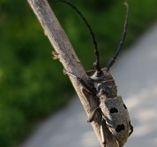 Museomics of Balkan invertebrates: Unlocking hidden genomic diversity in historical collections through next-generation sequencing