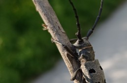 Museomics of Balkan invertebrates: Unlocking hidden genomic diversity in historical collections through next-generation sequencing