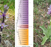 DNA-based studies on ecogeographic diversity of endangered orchid specie
