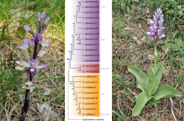 DNA-based studies on ecogeographic diversity of endangered orchid specie